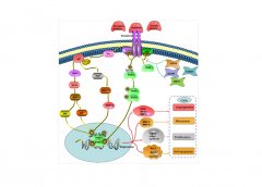 氢气通过抑制STAT3/Bcl2通路促进肺癌细胞凋亡
