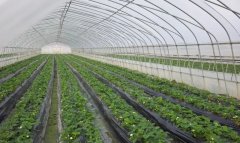 氢农业养殖：绿色发展的新路径