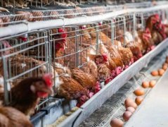 博天堂在线水作为饮用水在畜禽生产中的应用研