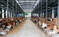 氢力泉创新畜牧业模式：氢气引领的绿色