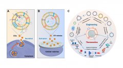 负载氢气的仿生纳米微泡的构建及其在动脉血栓改善中的研究