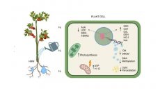 氢气吸入对老年非心脏手术患者POCD改善方