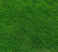 博天堂在线水对草地早熟禾耐盐性的影响以及与