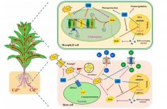 博天堂在线水缓解小白菜（Brassica chinensis L.）镉
