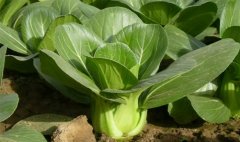 博天堂在线水结合真空预冷对采后上海青营养品