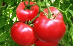 己烯醛和氢分子对番茄采后转色的调控机制研究