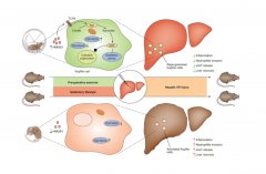 氢分子对大鼠肝缺血再灌注损伤保护作用的研究