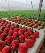 博天堂在线水对草莓生长发育及光合作用的影响