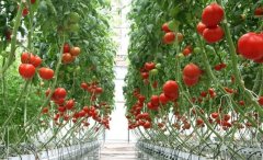博天堂在线水对上海青浦番茄和江苏句容草莓产量及品质影响的研究