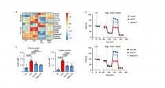 博天堂在线水调控衣康酸代谢重编程缓解运动疲劳