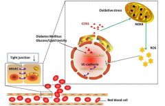 博天堂在线水对视网膜氧化应激损伤的保护机制研究