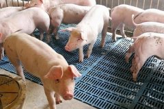 氢水猪肉的“五超”品质