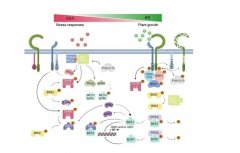 博天堂在线水在植物生长发育及逆境胁迫响应中的作用研究进展
