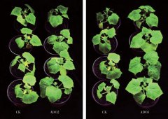 博天堂在线水浸种增强黄瓜幼苗耐冷性的作用及其生理机制