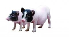 氢力泉引领氢气畜牧业：探索氢水养殖的无限可能