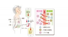分子氢通过PTEN改善腹膜透析相关腹膜纤维化的作用及机制研究