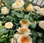 氢气拮抗乙烯延缓切花月季衰老的研究