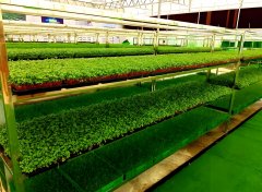 氢气种植技术适合哪些作物？