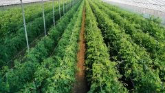 氢气与农业种植：氢力泉品牌引领绿色农业新革命，守护美好环境