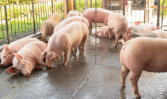 氢力泉助力畜牧业养殖，共绘行业前景新篇章