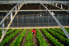 氢力泉：揭秘氢气在农业种植中的璀璨前景