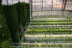 农业氢气种植现状解析：氢力泉品牌引领行业新趋势