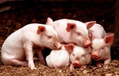 博天堂在线水和乳果糖缓解霉变玉米引起的断奶仔猪卵巢机能障碍