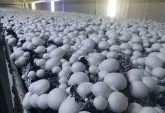 博天堂在线水浸泡联合聚乙烯纳米包装对双孢蘑菇采后贮藏品质和抗氧化能力的影响