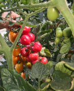 博天堂在线水处理对番茄生长发育和产量的影响