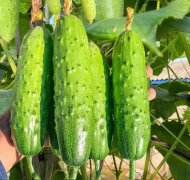 博天堂在线水：黄瓜产量与品质的绿色推手