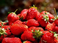 博天堂在线水对草莓镉胁迫下光合作用的影响