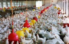 氢水养鸡——绿色、健康、高效的养殖新方案