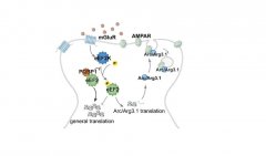 氢气吸入对长时程心脏骤停复苏后家猪心功能的保护作用