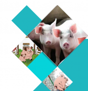 氢气：守护猪肉安全的神奇分子