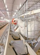 纳米氢水，给白羽肉鸡带来的神奇蜕变