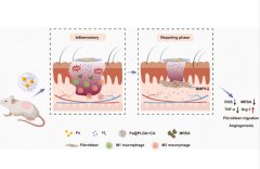 氢气和糖尿病性伤口愈合效应研究