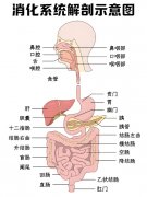 分子氢对消化系统作用