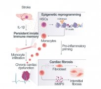 中风也会伤心脏，氢气能否帮个忙？