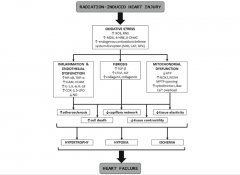 心脏辐射损伤氢气保护作用机制