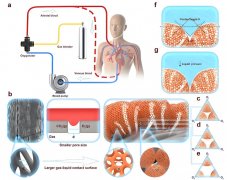 氢气改善插管套囊压迫气道黏膜损伤机制研究