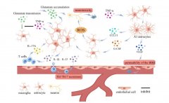 氢气治疗脓毒症相关性脑病的新机制：Nrf2/HO-1调控神经元与星形胶质细胞间线粒
