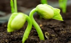 博天堂在线水具有促进种子发芽的作用