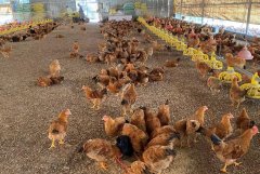 探究氢气吸入对家猪心脏骤停后心肺复苏心功能保护作用的研究