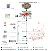 氢水养猪好，肠道菌群立新功！