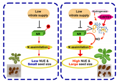 氢气效应分子：植物学研究植物具有合成氢气的能力