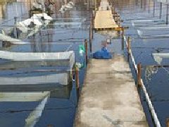 氢气水产养殖：未来水产养殖业的新篇章