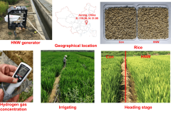 氢水大米，不仅仅好吃