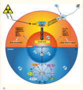 分子氢：预防和治疗各种疾病的医用气体