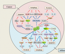 氢抗氧化，抗炎症 抗凋零的作用