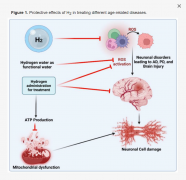 剑指老年。馄俳】